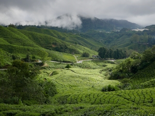 Farms, cables, and automobiles: the Cameron Highlands
