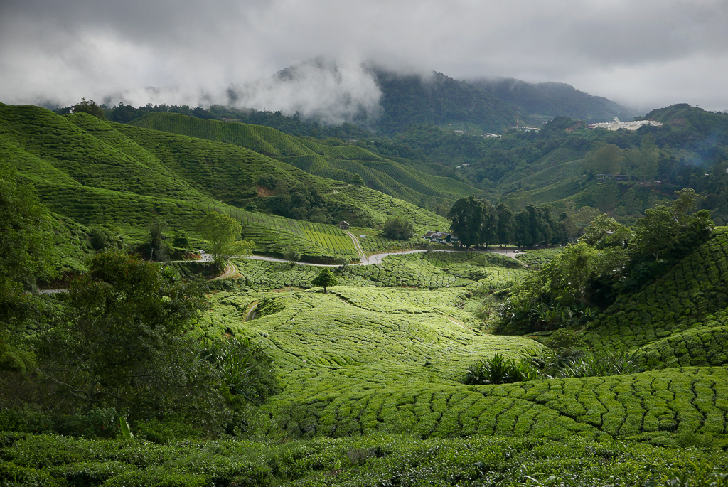 BOH tea plantation, Cameron Highlands (photo by Irina Stelea)