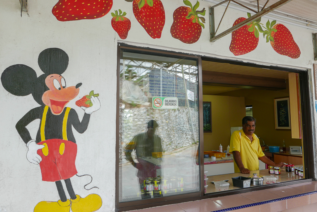 Strawberry farm, Cameron Highlands (photo by Irina Stelea)