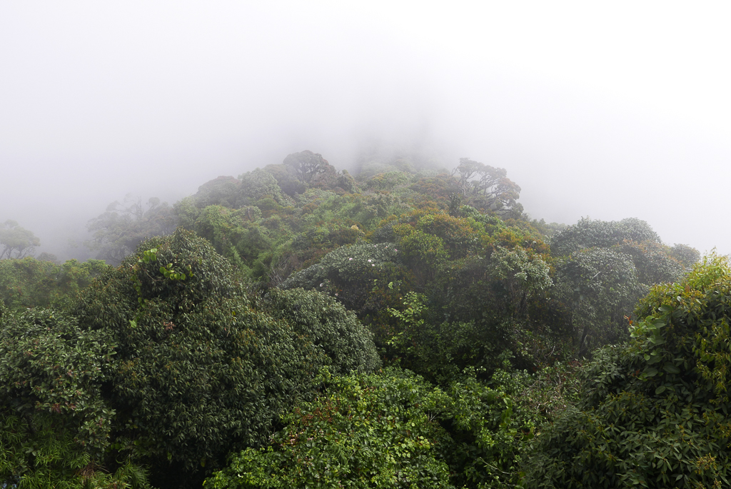View from the Gunung Brinchang peak, Cameron Highlands (photo by Irina Stelea)