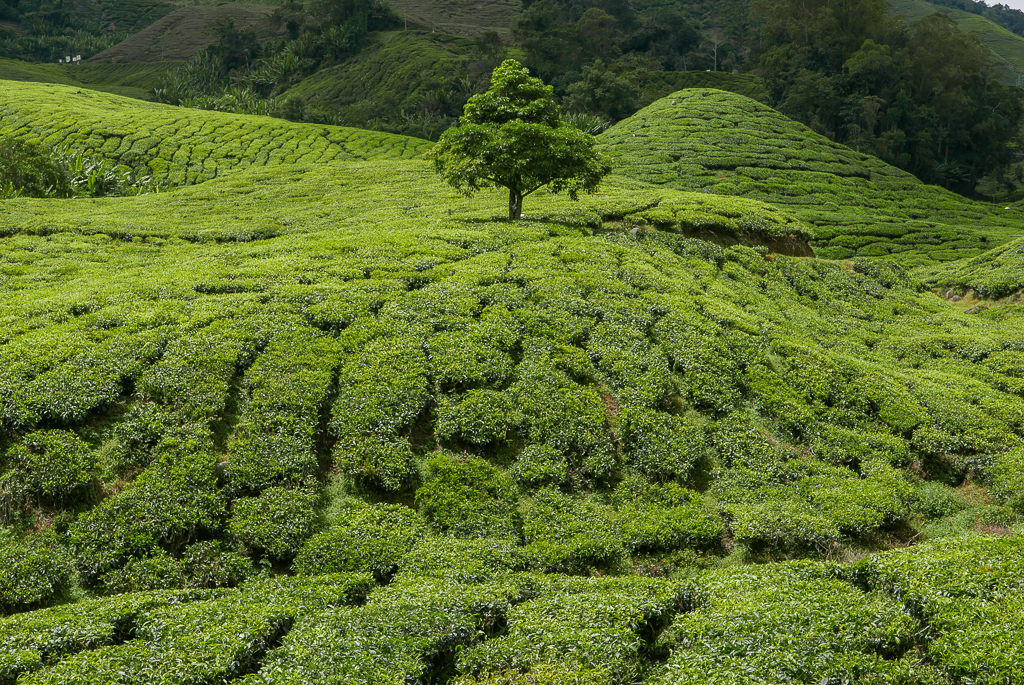 BOH tea plantation, Cameron Highlands (photo by Irina Stelea)