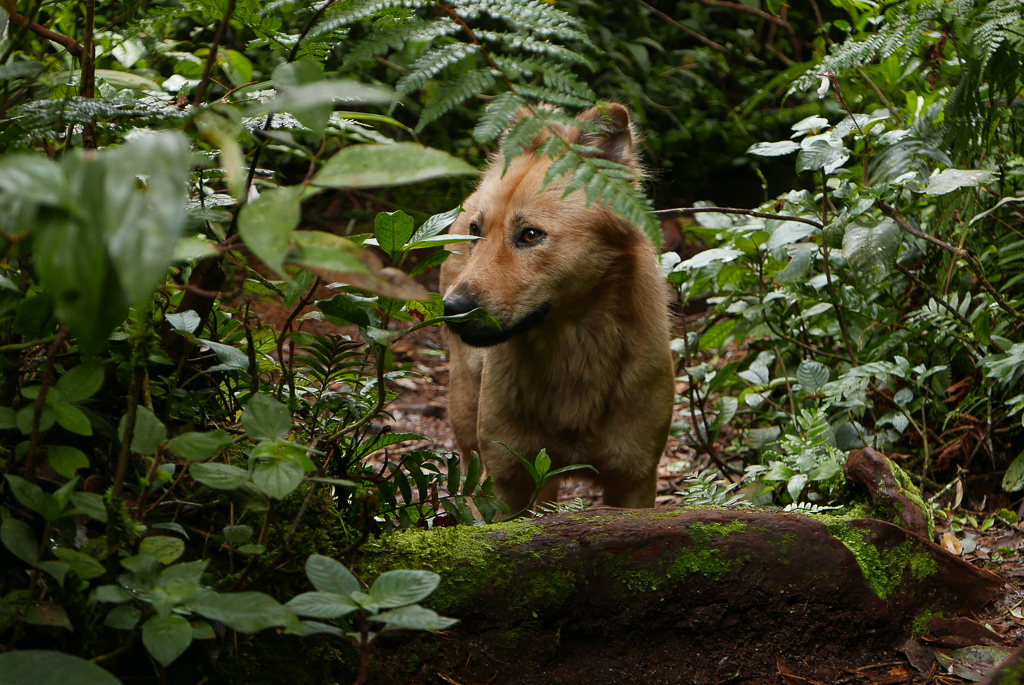 'Dog', Cameron Highlands (photo by Irina Stelea)