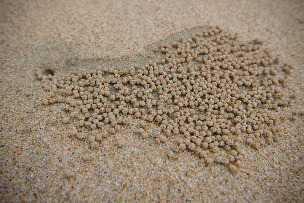 A day's work by a sand-bubbler, Tarutao (photo by Irina Stelea)