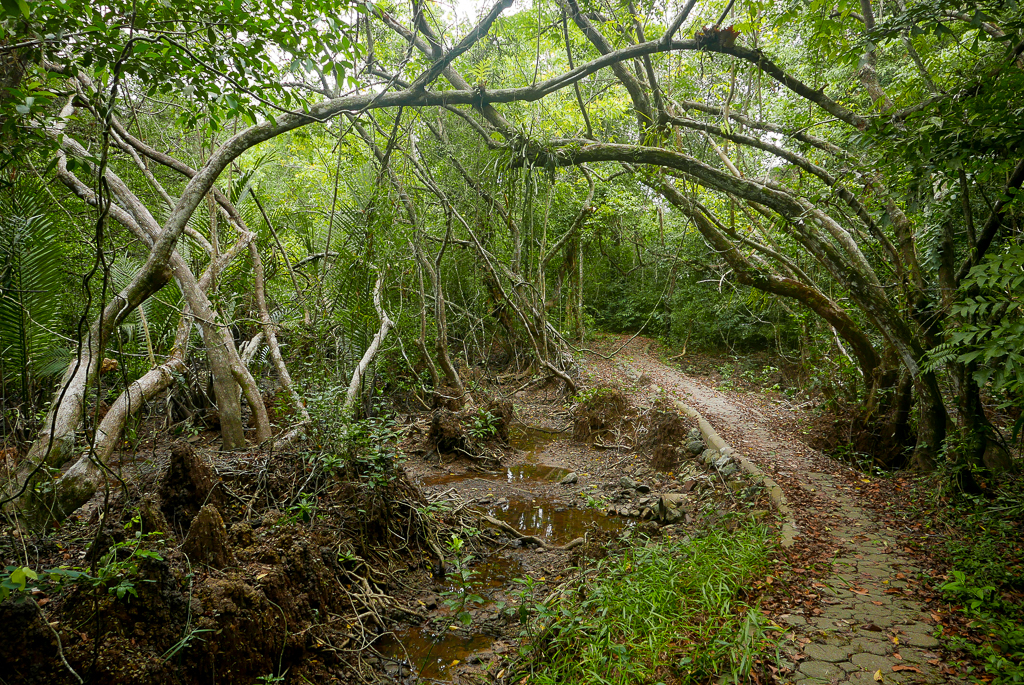 Pathway through the former prison grounds, Tarutao (photo by Irina Stelea)
