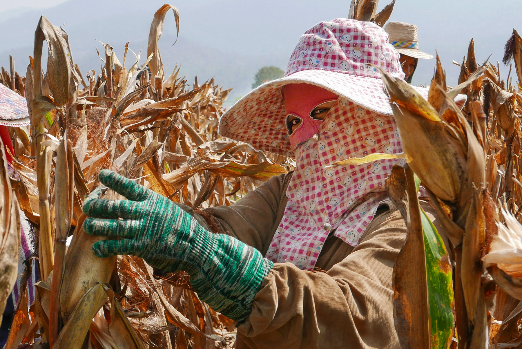 Corn picker, Mae Sariang, Northern Thailand (photo by Irina Stelea)