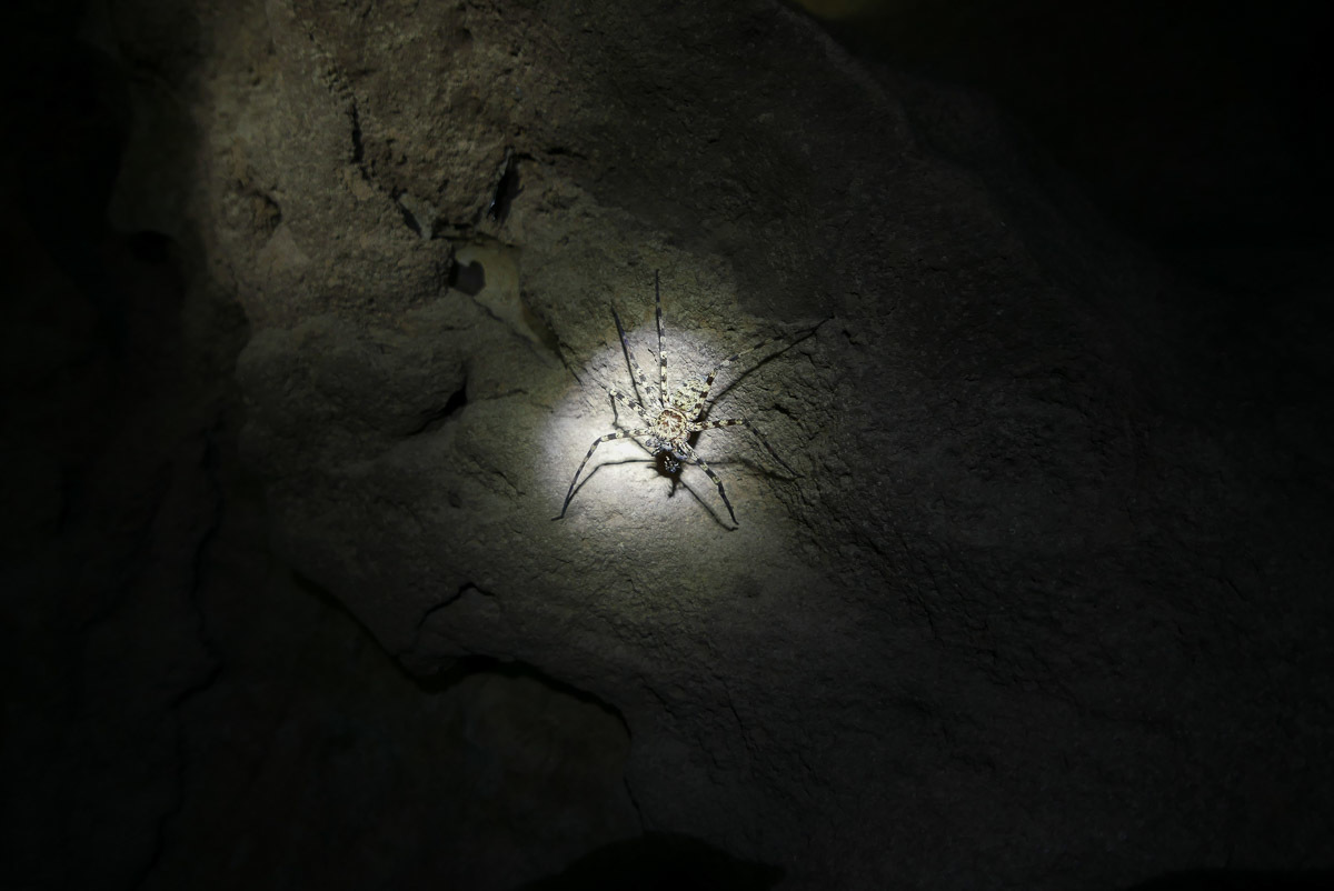 Spider in Tham Nam Lang in Pang Mapha, Thailand (photo by Irina Stelea)